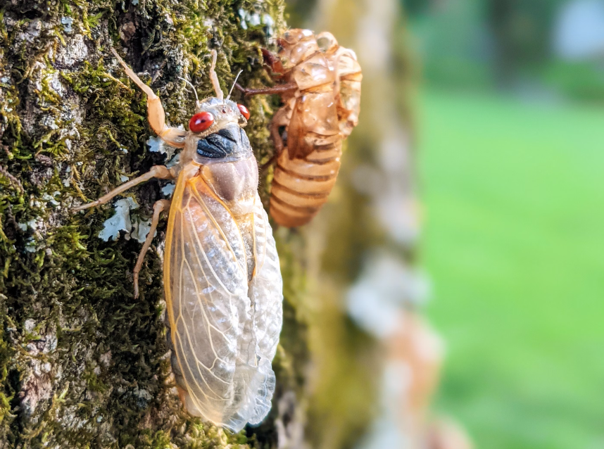 Cicadas and Your Car: What You Need to Know During This Summer's Road Trips